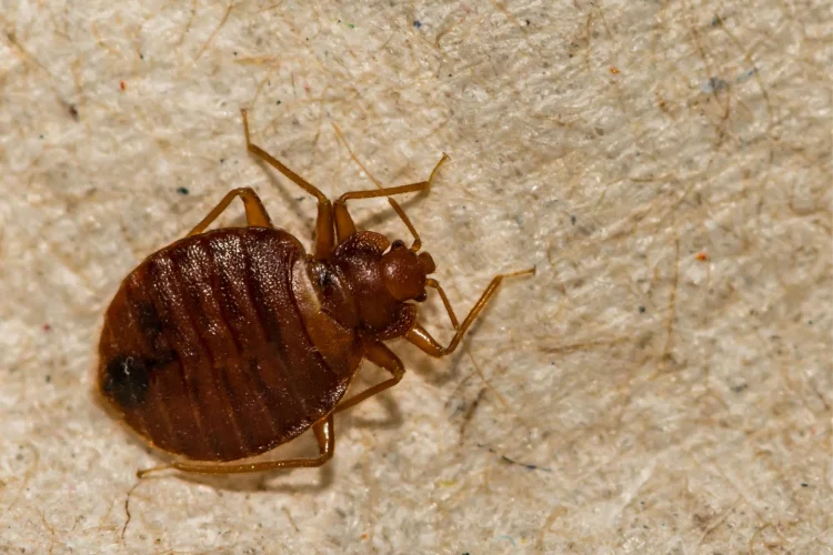 A close-up image of a bed bug on a textured surface