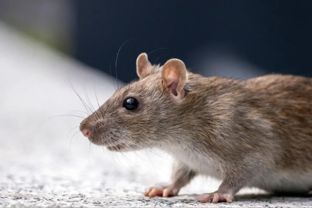 brown rat with whiskers and shiny black eyes, standing on a light surface