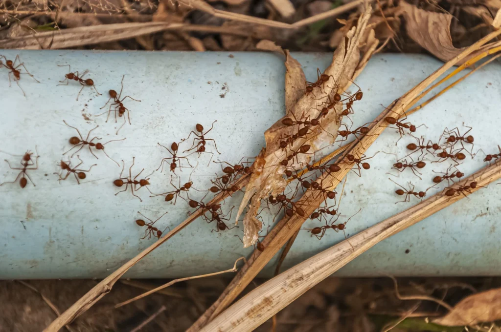 Precision Pest Control Corpus Christi - Your Local Experts!