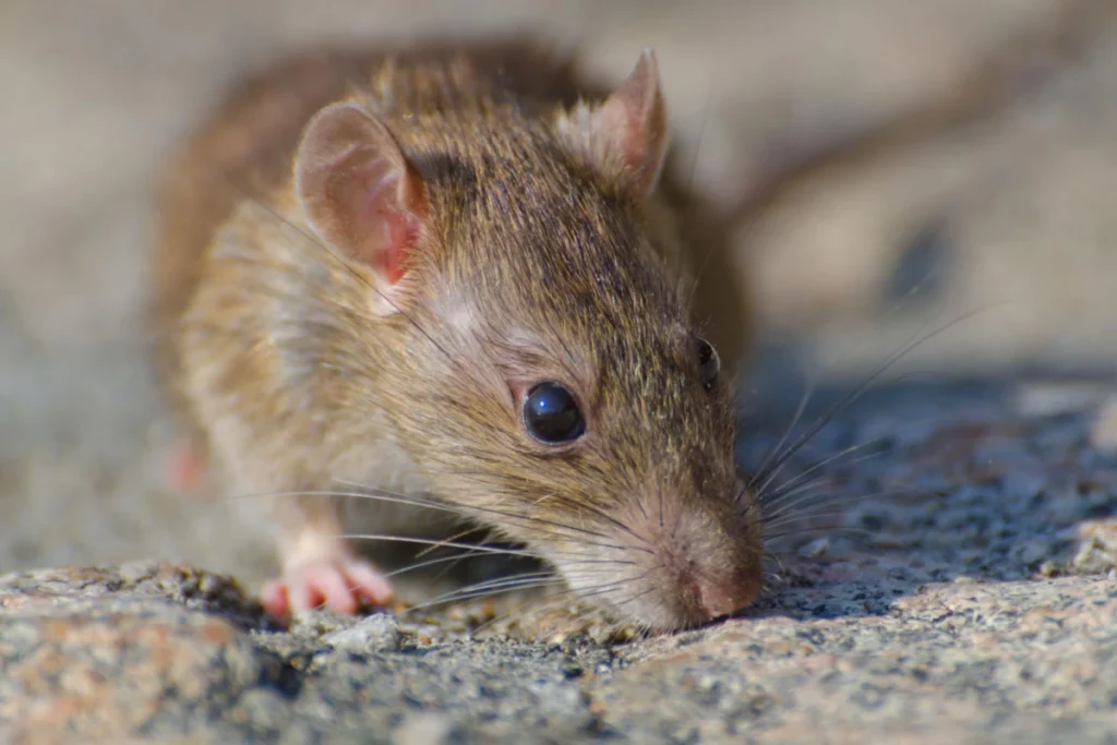 Close-up of a brown rat.