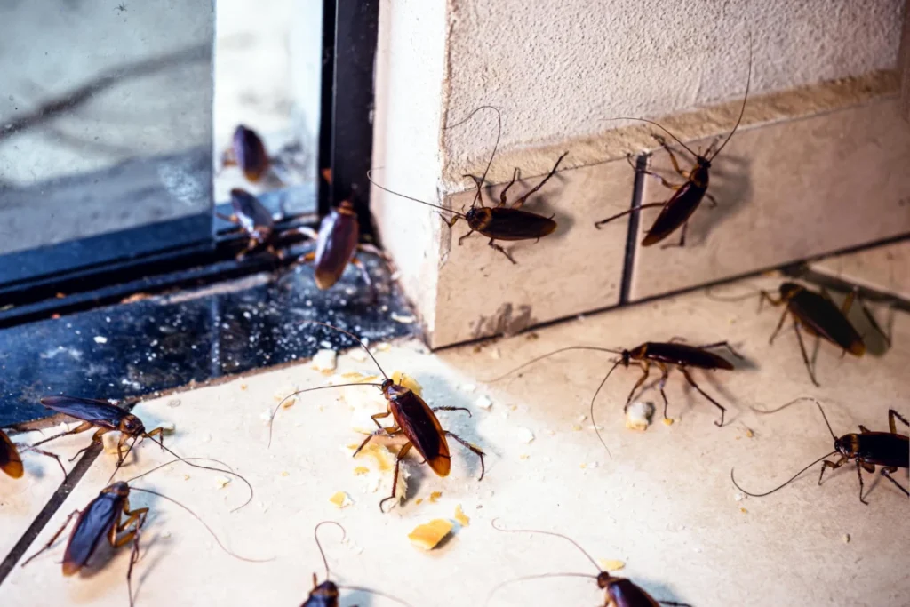 Cockroaches infesting kitchen floor.