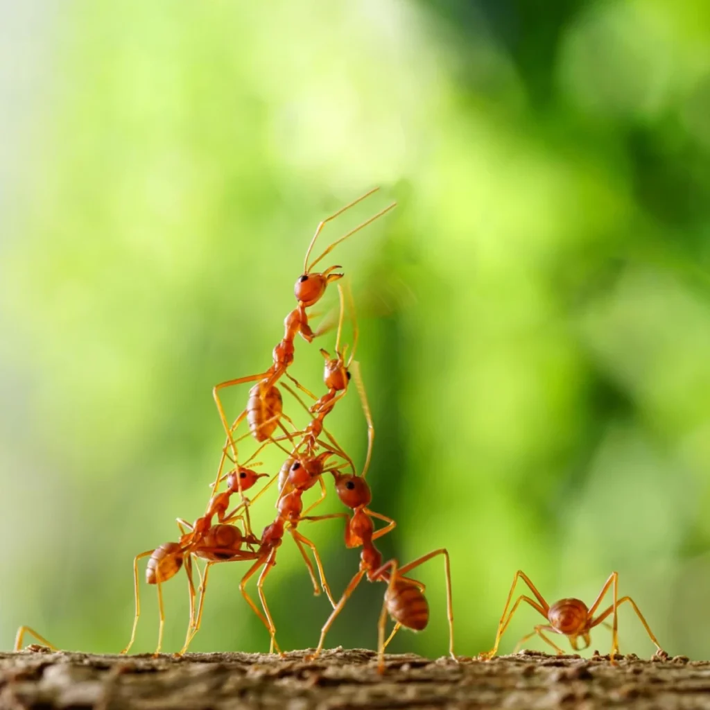 Red ants forming a tower.