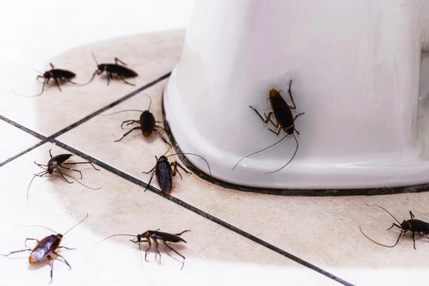 Expert Pest Control for Termites, Roaches & Mosquitos