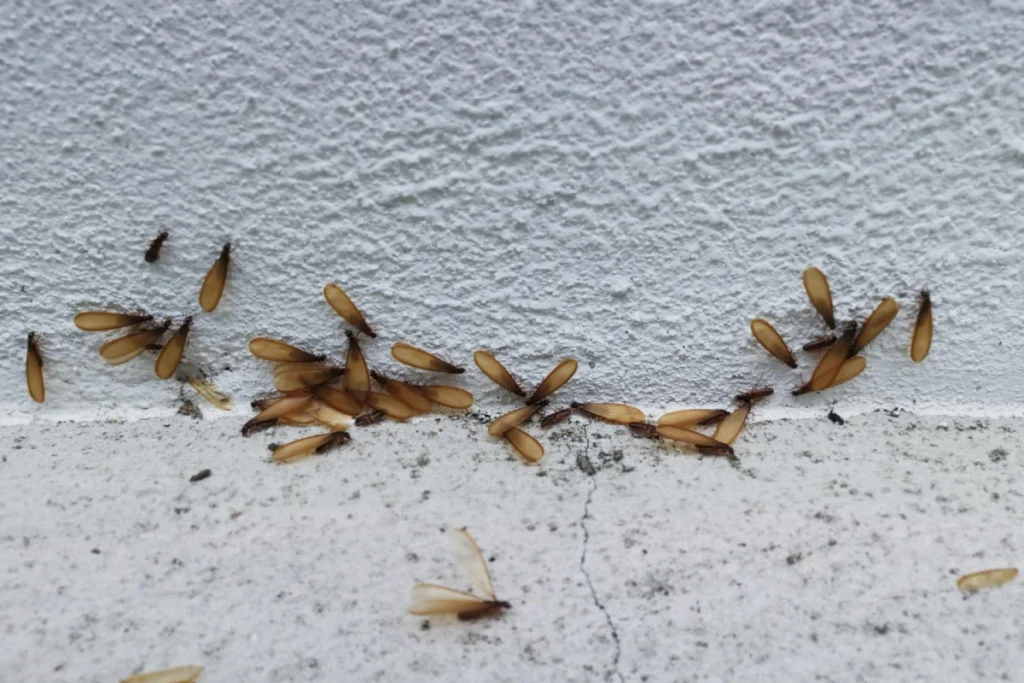 Termite wings scattered on surface.