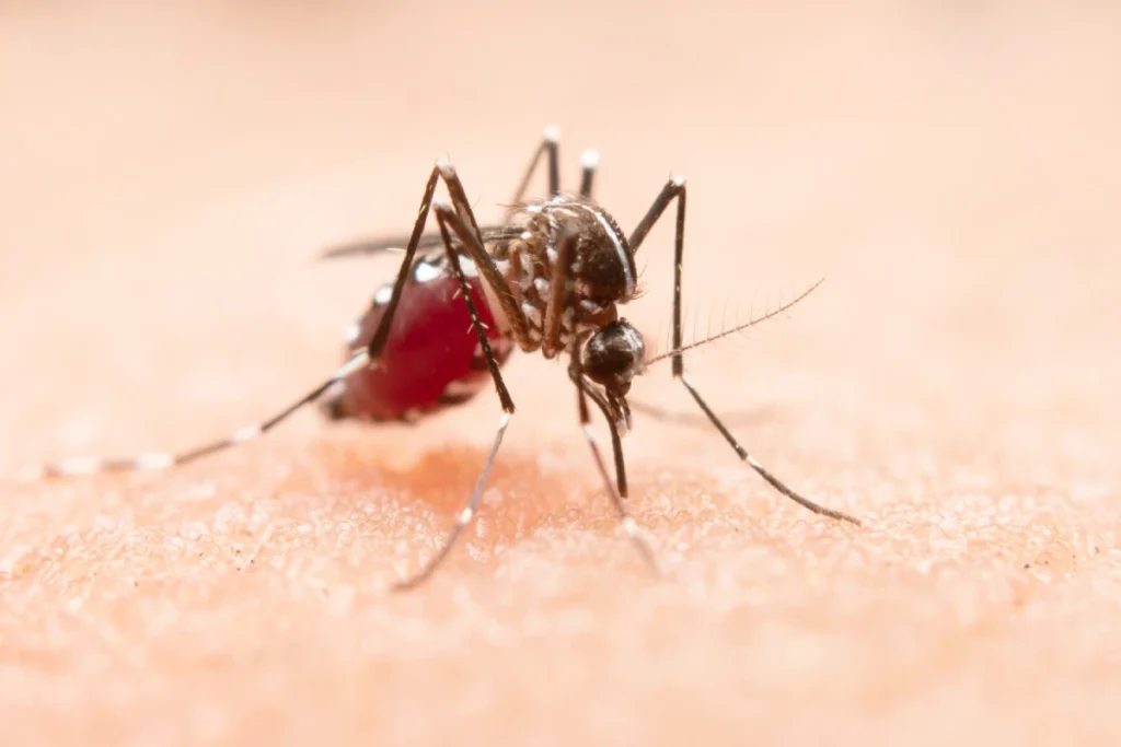 Mosquito biting human skin close-up.