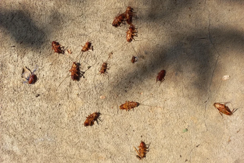 Dead cockroaches on concrete ground.