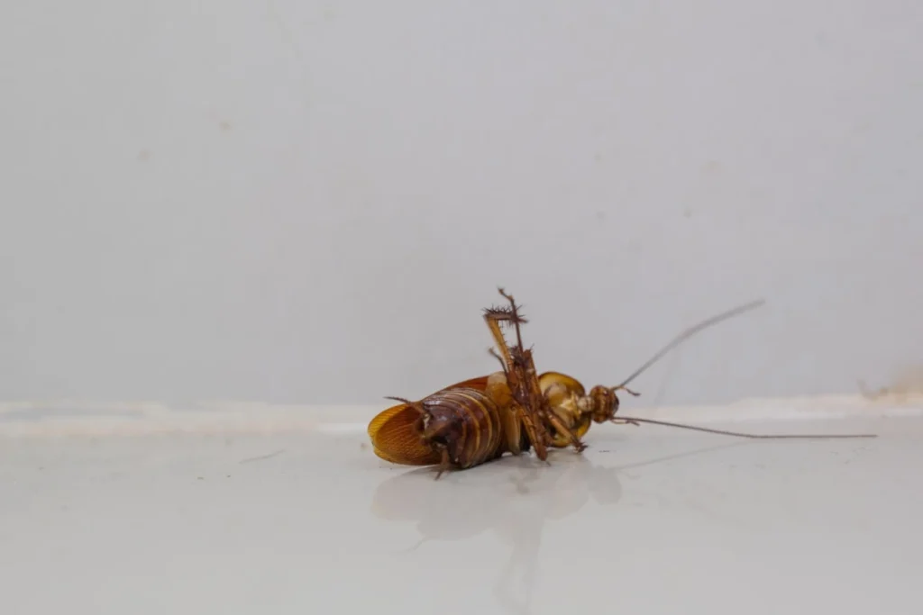 Single dead cockroach on floor.