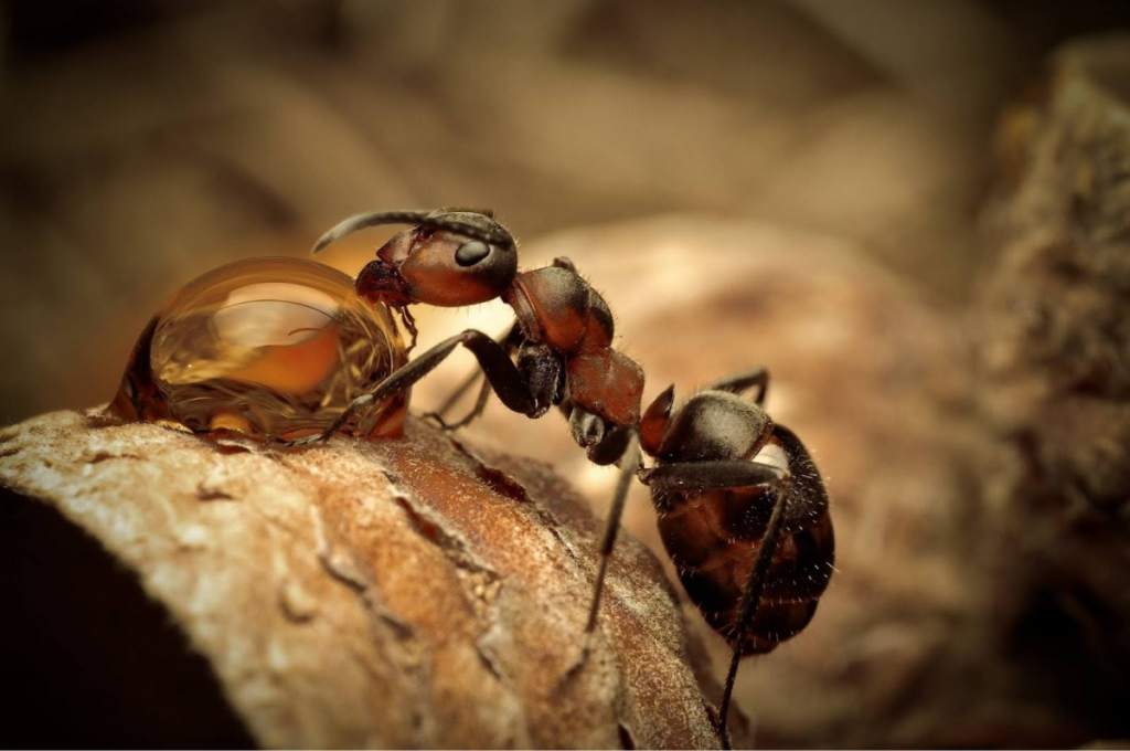 A macro photograph of a black and red ant feeding on a golden liquid droplet on a textured surface.