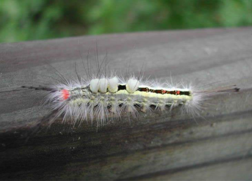 A close-up view of a brightly colored caterpillar with long hairs and a distinctive red marking, crawling on a wooden surface.