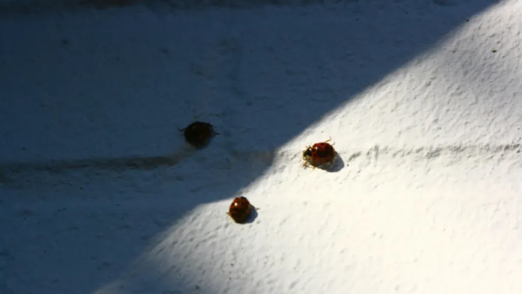 Ladybugs on white surface.