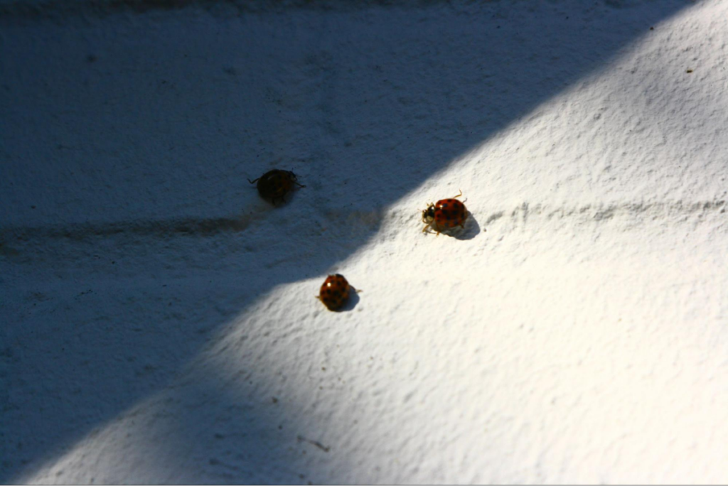 Ladybugs on white surface.