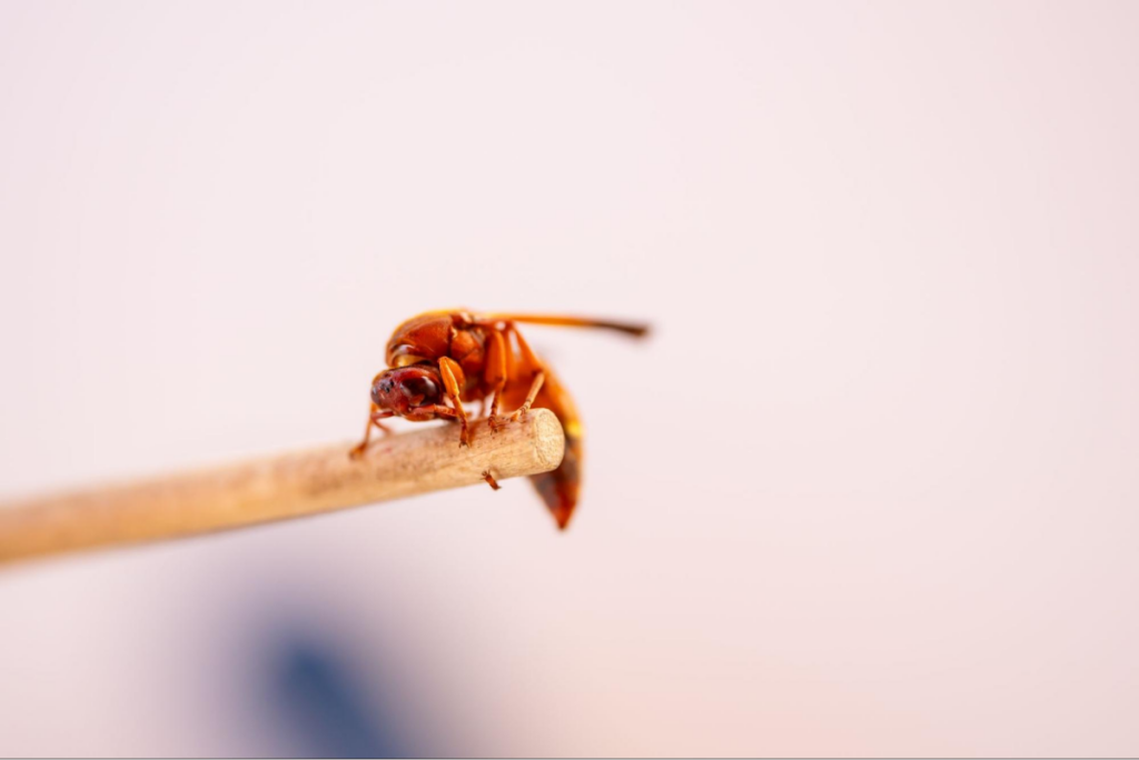 Wasp resting on stick.