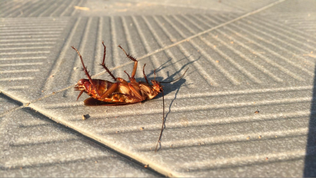 Dead cockroach on tiled floor.