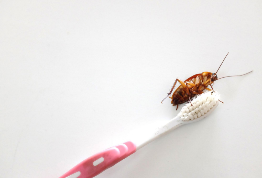 Cockroach on a toothbrush.