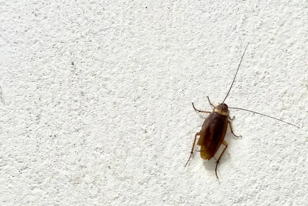 Close-up of a cockroach on a white wall.